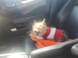 Lost Female Dog last seen Jupiter and lilac, Palm Bay, FL 32909