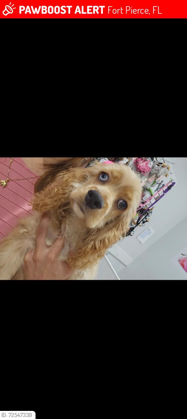 Lost Female Dog last seen Farmer market rd, Fort Pierce, FL 34982