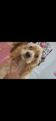Lost Female Dog last seen Farmer market rd, Fort Pierce, FL 34982