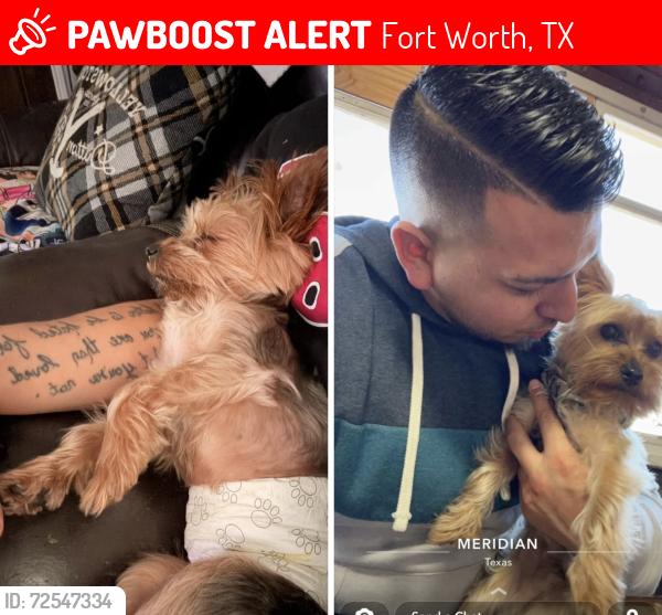 Lost Male Dog last seen Near glenscape trl , Fort Worth, TX 76137