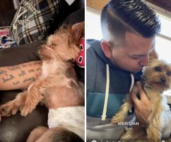 Lost Male Dog last seen Near glenscape trl , Fort Worth, TX 76137