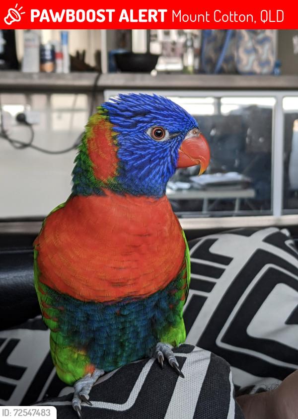 Lost Female Bird last seen Sugar gum Avenue , Mount Cotton, QLD 4165