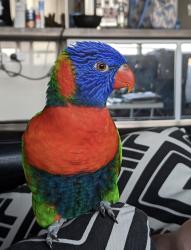 Lost Female Bird last seen Sugar gum Avenue , Mount Cotton, QLD 4165