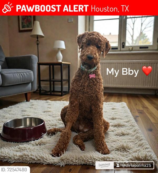 Lost Female Dog last seen Houston Harris , Houston, TX 77099
