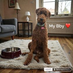 Lost Female Dog last seen Houston Harris , Houston, TX 77099