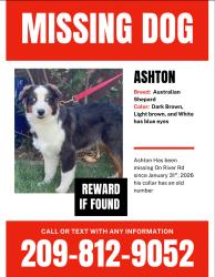 Lost Male Dog last seen River Rd in Modesto Ca, San Joaquin County, CA 95356