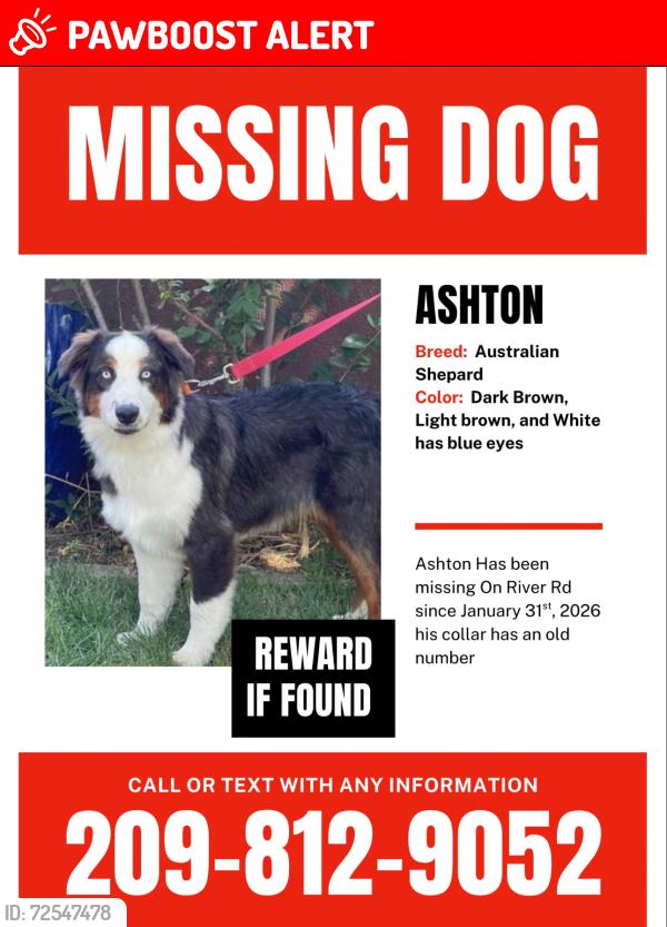 Lost Male Dog last seen River Rd in Modesto Ca, San Joaquin County, CA 95356