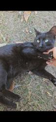 Lost Male Cat last seen Washington st, laGrange,nc, La Grange, NC 28551