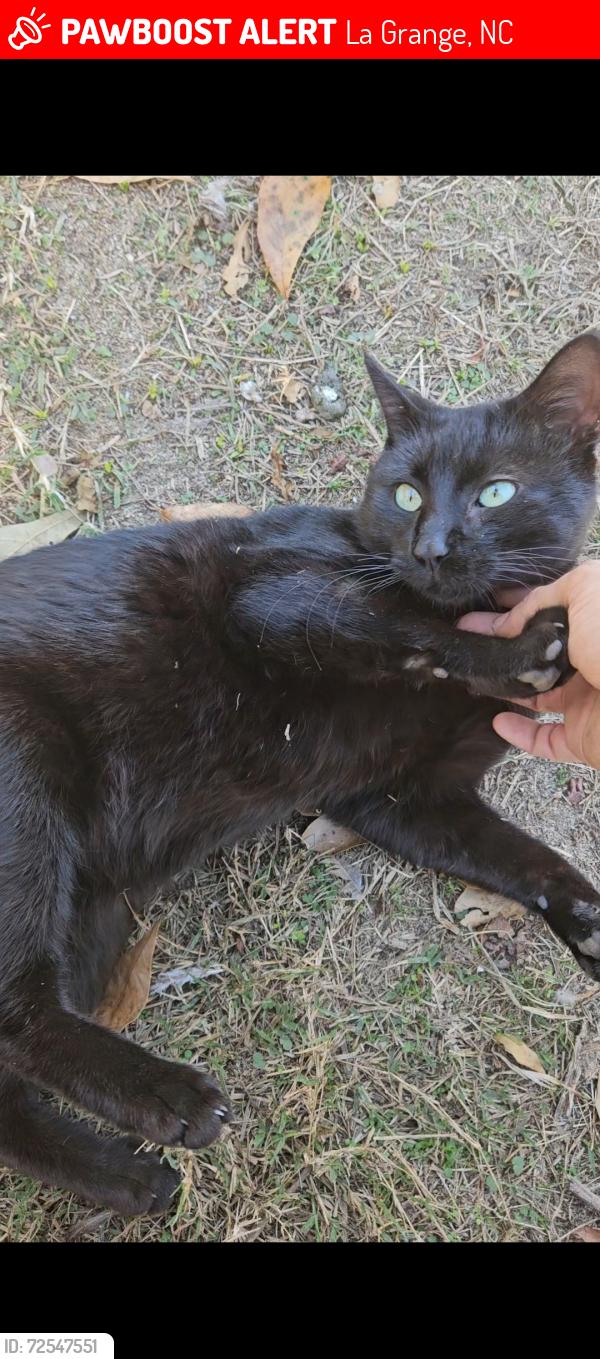 Lost Male Cat last seen Washington st, laGrange,nc, La Grange, NC 28551