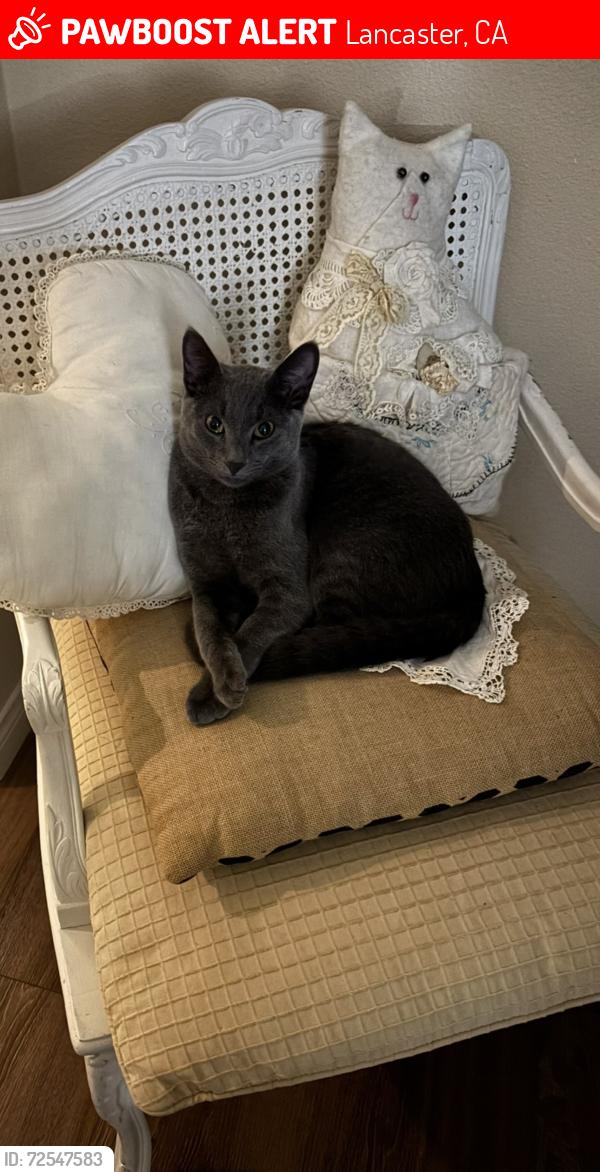 Lost Male Cat last seen 60th Street west and K8, Lancaster, CA 93536