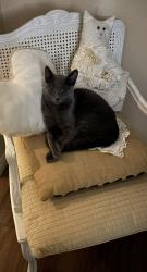 Lost Male Cat last seen 60th Street west and K8, Lancaster, CA 93536