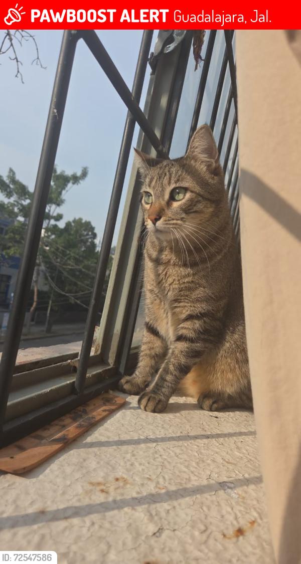 Lost Male Cat last seen C. Bernardo de Balbuena y C. Jose Maria Morelos 1860, Guadalajara, Jal. 44160