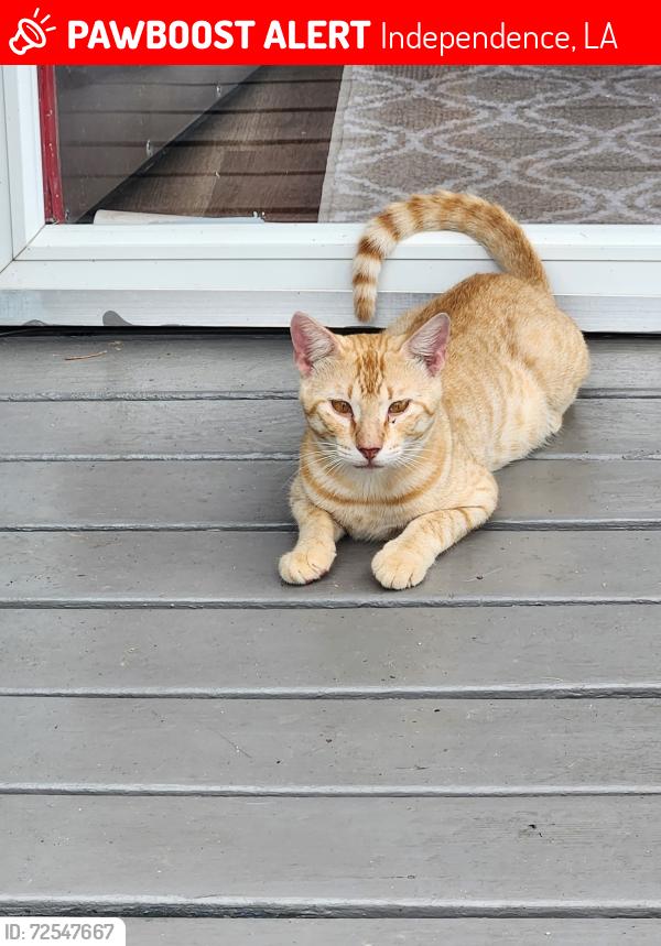Lost Male Cat last seen Huck Rd., Independence, LA 70443
