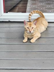 Lost Male Cat last seen Huck Rd., Independence, LA 70443
