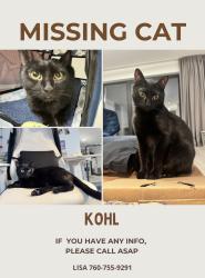 Lost Male Cat last seen Star Flower, Dune Palms , La Quinta, CA 92253