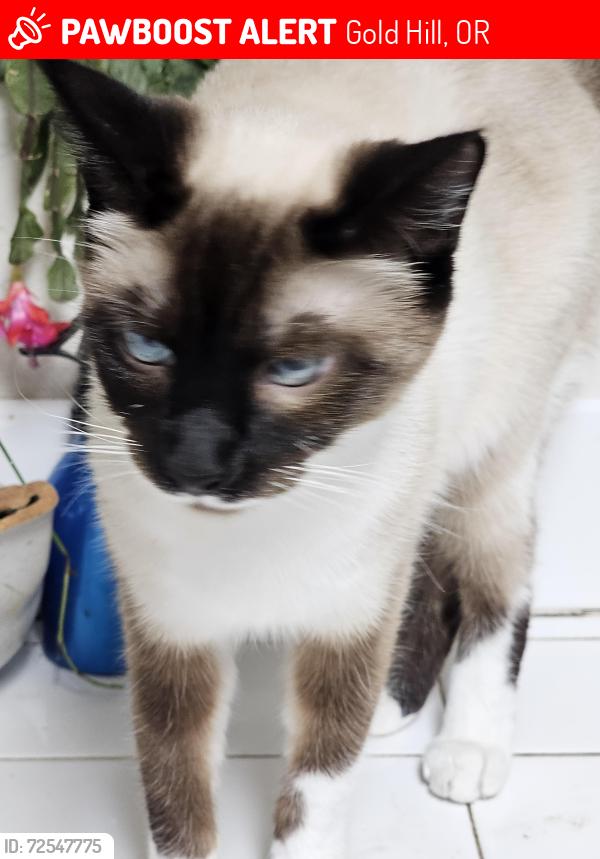 Lost Female Cat last seen 6th ave estremato, Gold Hill, OR 97525