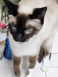 Lost Female Cat last seen 6th ave estremato, Gold Hill, OR 97525