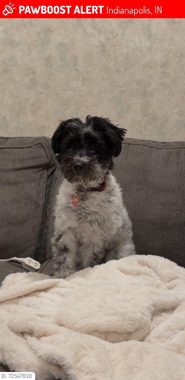 Lost Female Dog last seen Banta , Indianapolis, IN 46227