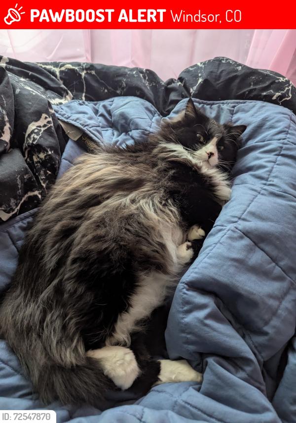 Lost Male Cat last seen Fairgrounds and Steeplechase, Loveland, CO 80538