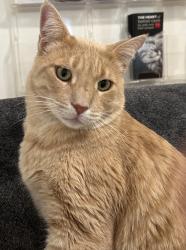 Lost Male Cat last seen Paradise Mountain Road, Valley Center, CA 92082