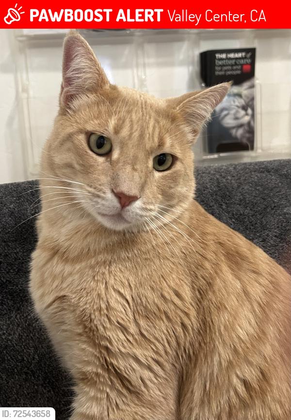 Lost Male Cat last seen Paradise Mountain Road, Valley Center, CA 92082
