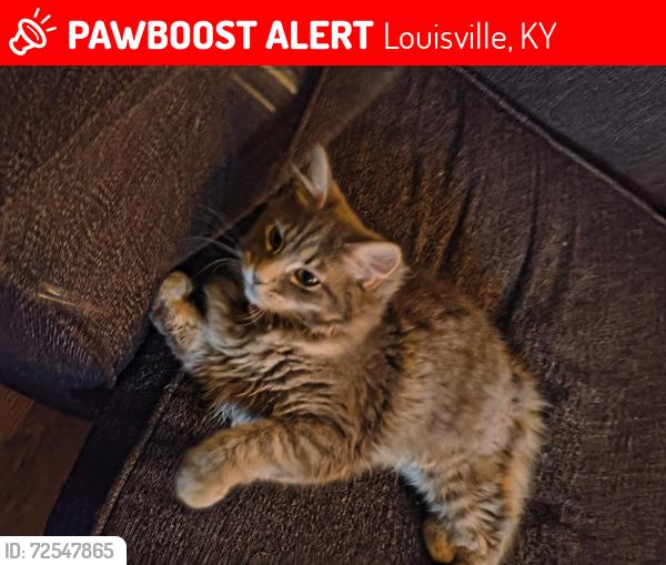 Lost Unknown Cat last seen Near Arcade apts. , Louisville, KY 40215