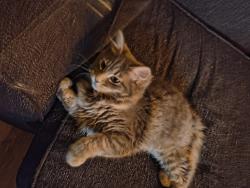 Lost Unknown Cat last seen Near Arcade apts. , Louisville, KY 40215