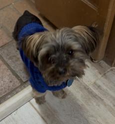 Lost Male Dog last seen NW 60TH & GROVE, WARR ACRES, ROLLINGWOOD, Warr Acres, OK 73122