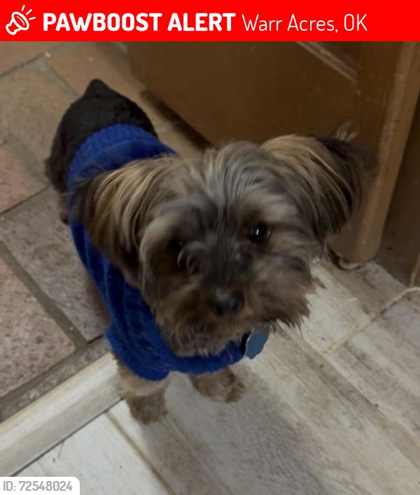 Lost Male Dog last seen NW 60TH & GROVE, WARR ACRES, ROLLINGWOOD, Warr Acres, OK 73122