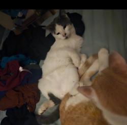 Lost Male Cat last seen Huffsmith khorville road, Tomball, TX 77375