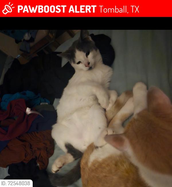 Lost Male Cat last seen Huffsmith khorville road, Tomball, TX 77375