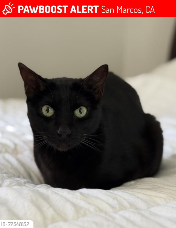 Lost Female Cat last seen Richland Rd, San Marcos, CA 92069