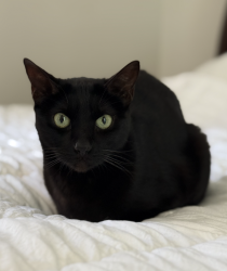 Lost Female Cat last seen Richland Rd, San Marcos, CA 92069