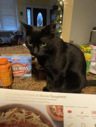 Lost Male Cat last seen Pjs coffee New Orleans 5555 C Blvd, New Orleans, LA 70124