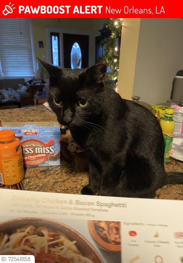 Lost Male Cat last seen Pjs coffee New Orleans 5555 C Blvd, New Orleans, LA 70124