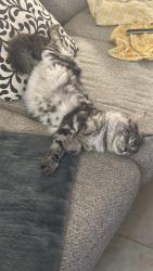 Lost Male Cat last seen Highland Vista , New Braunfels, TX 78130