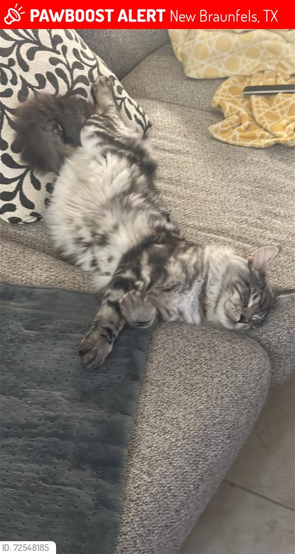 Lost Male Cat last seen Highland Vista , New Braunfels, TX 78130