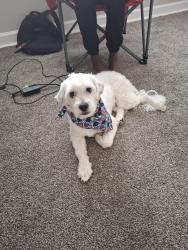 Lost Male Dog last seen Kirby rd, Clinton, MD 20735