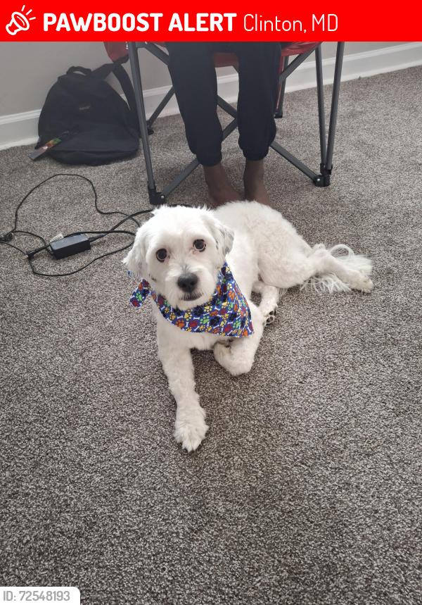 Lost Male Dog last seen Kirby rd, Clinton, MD 20735