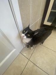 Lost Female Cat last seen Grand Plaza, Hillcrest, QLD 4118