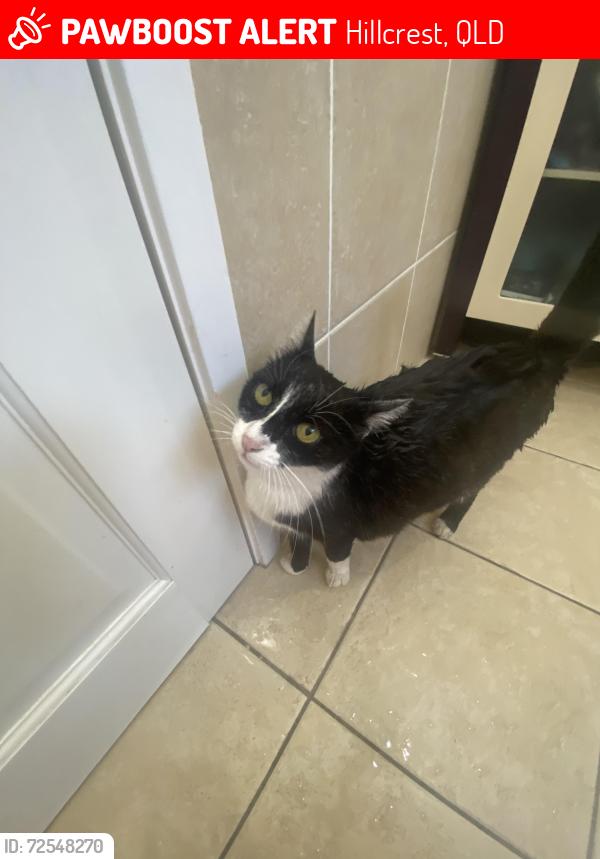 Lost Female Cat last seen Grand Plaza, Hillcrest, QLD 4118