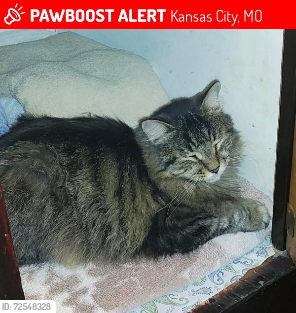 Lost Male Cat last seen Near Norledge , Kansas City, MO 64123