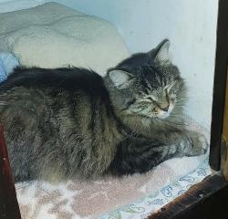 Lost Male Cat last seen Near Norledge , Kansas City, MO 64123