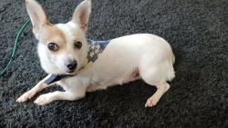 Lost Female Dog last seen Balderrama park, Oceanside, CA 92058