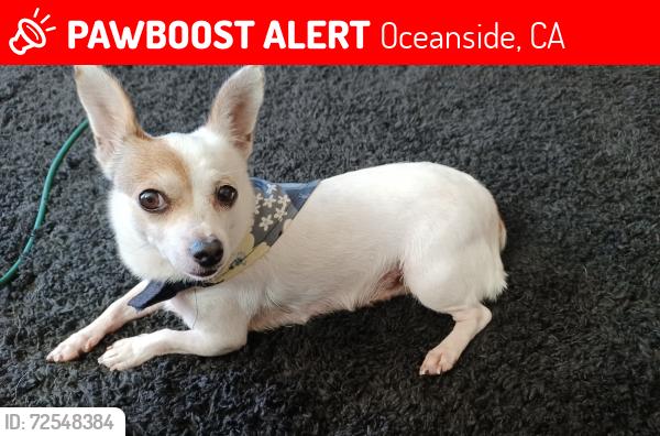 Lost Female Dog last seen Balderrama park, Oceanside, CA 92058