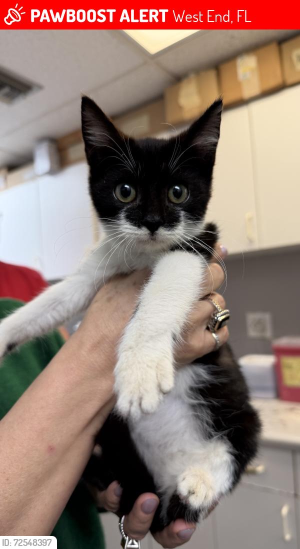 Lost Female Cat last seen Shoma s neighborhood, West End, FL 33185