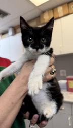 Lost Female Cat last seen Shoma s neighborhood, West End, FL 33185