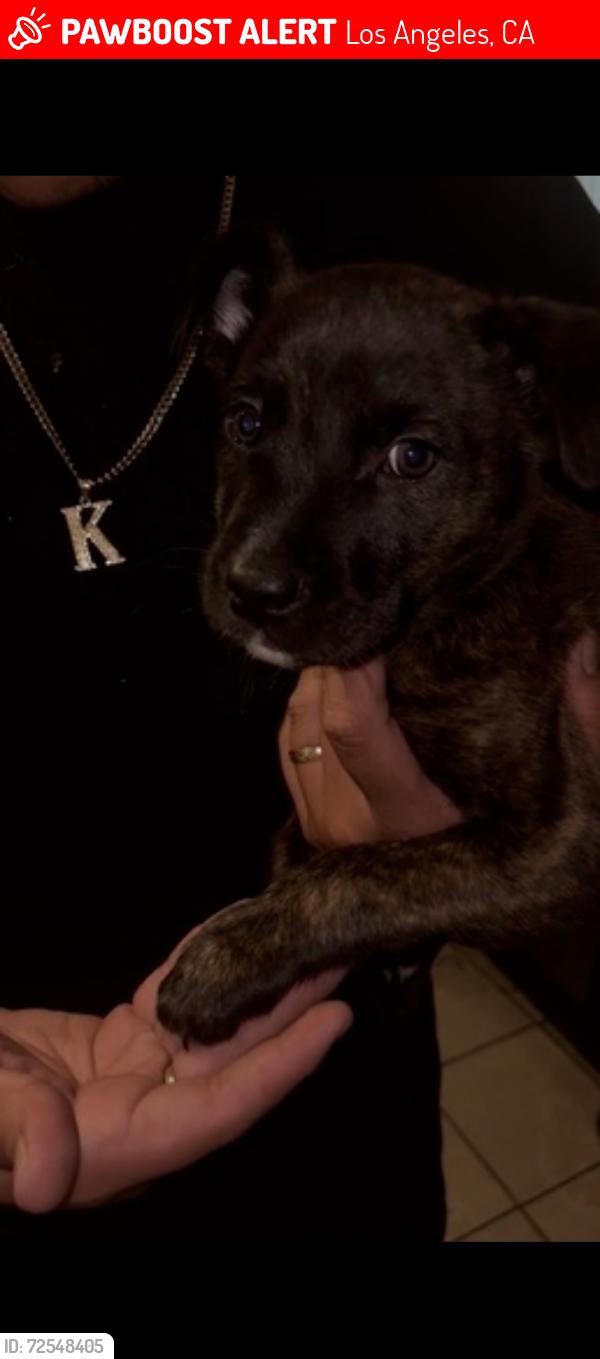 Lost Male Dog last seen Near and Beach St. , Los Angeles, CA 90002