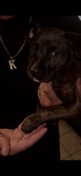 Lost Male Dog last seen Near and Beach St. , Los Angeles, CA 90002