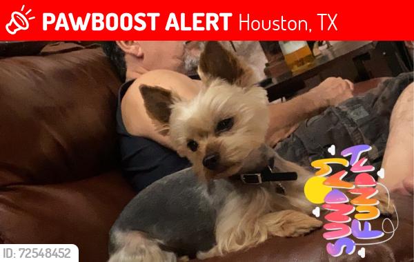 Lost Male Dog last seen l, Houston, TX 77072